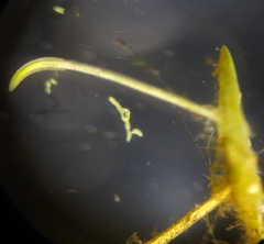 Lemna aequinoctialis