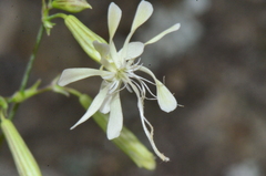 Silene saxatilis