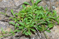 Silene saxatilis