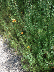 Papaver heterophyllum