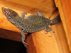 Lepidophyma gaigeae