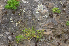Silene saxatilis