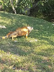 Iguana iguana