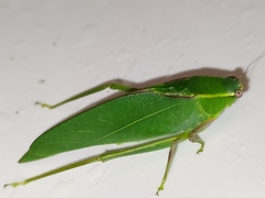 Frontinus
