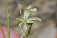 Silene saxatilis