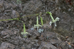Silene saxatilis