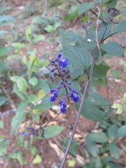 Salvia urolepis