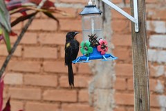 Icterus pyrrhopterus valenciobuenoi
