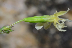 Silene saxatilis