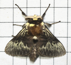 Megalopyge albicollis