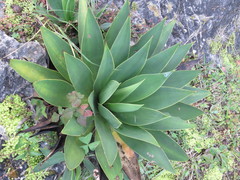 Agave muxii
