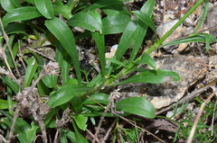 Silene saxatilis