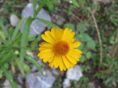 Helenium mexicanum