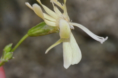 Silene saxatilis