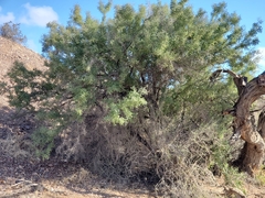 Sarcomphalus obtusifolius canescens