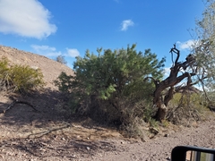 Sarcomphalus obtusifolius canescens