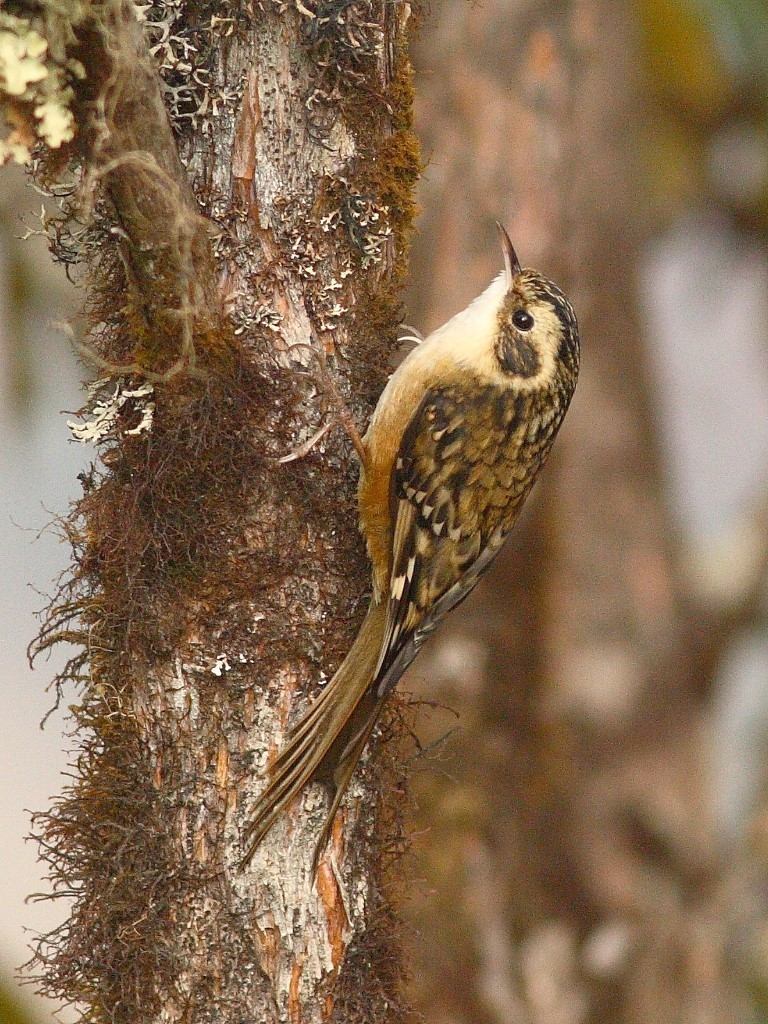 Rusty-flanked Treecreeper photo