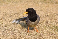 Urocissa flavirostris