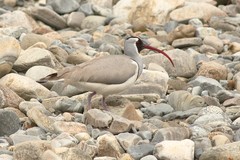 Ibidorhyncha struthersii