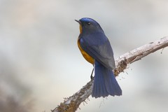 Tarsiger hyperythrus