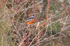 Phoenicurus schisticeps