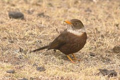 Turdus albocinctus