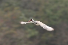 Ibidorhyncha struthersii