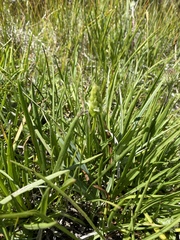 Spiranthes × stellata