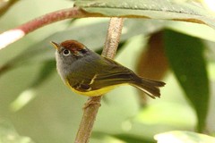 Phylloscopus castaniceps