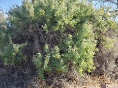 Sarcomphalus obtusifolius canescens