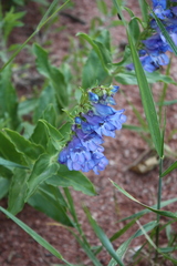 Penstemon glaber