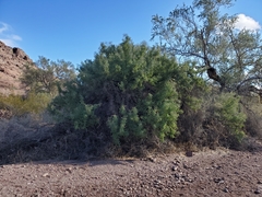 Sarcomphalus obtusifolius canescens