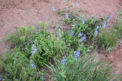 Penstemon glaber
