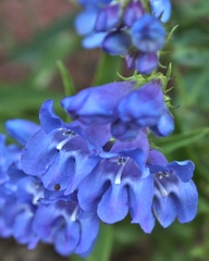 Penstemon glaber