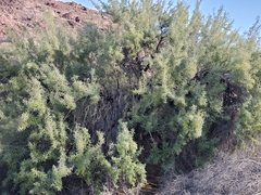 Sarcomphalus obtusifolius canescens