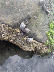 Acanthais brevidentata