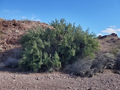 Sarcomphalus obtusifolius canescens