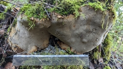 Fomitiporia chilensis