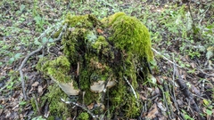 Fomitiporia chilensis