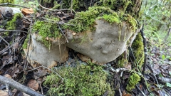 Fomitiporia chilensis