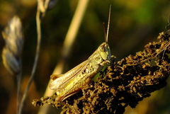 Chorthippus apricarius