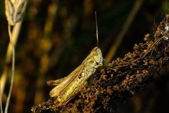 Chorthippus apricarius