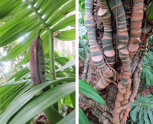 Rhaphidophora decursiva