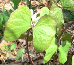 Jeffersonia diphylla