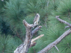 Accipiter striatus image