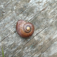 Powelliphanta marchanti