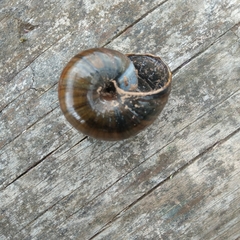 Powelliphanta marchanti