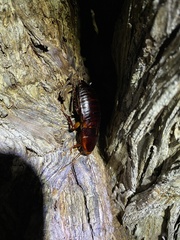 Eurycotis floridana