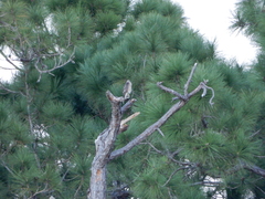 Accipiter striatus image