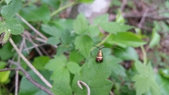 Adela australis